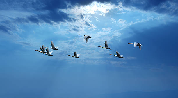 istock Blue sky with flying birds natural background panoramic view 533235620