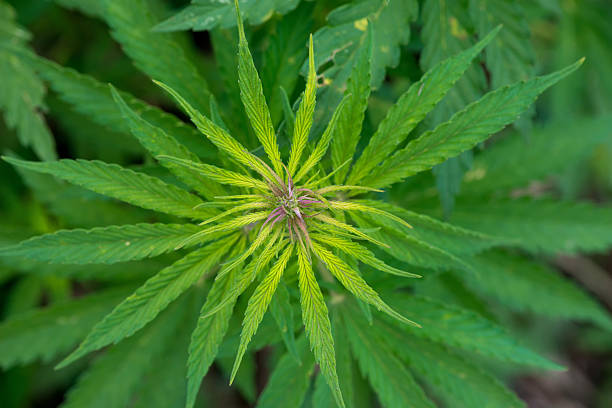 Green cannabis plants growing in the field - selective focus, copy space