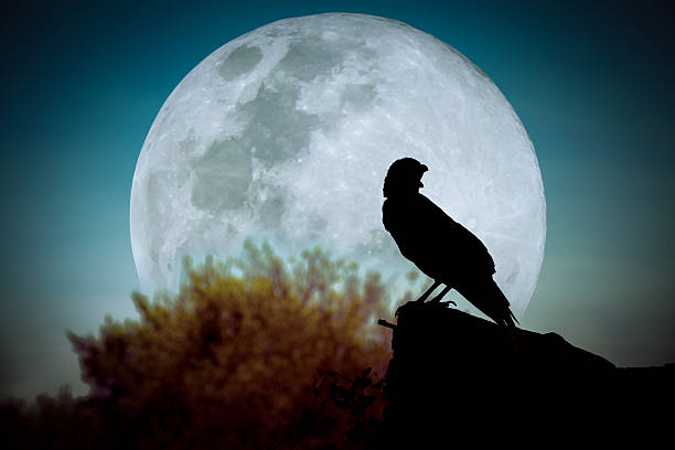 istock Night sky with full moon, tree and silhouette of crow. 533236714
