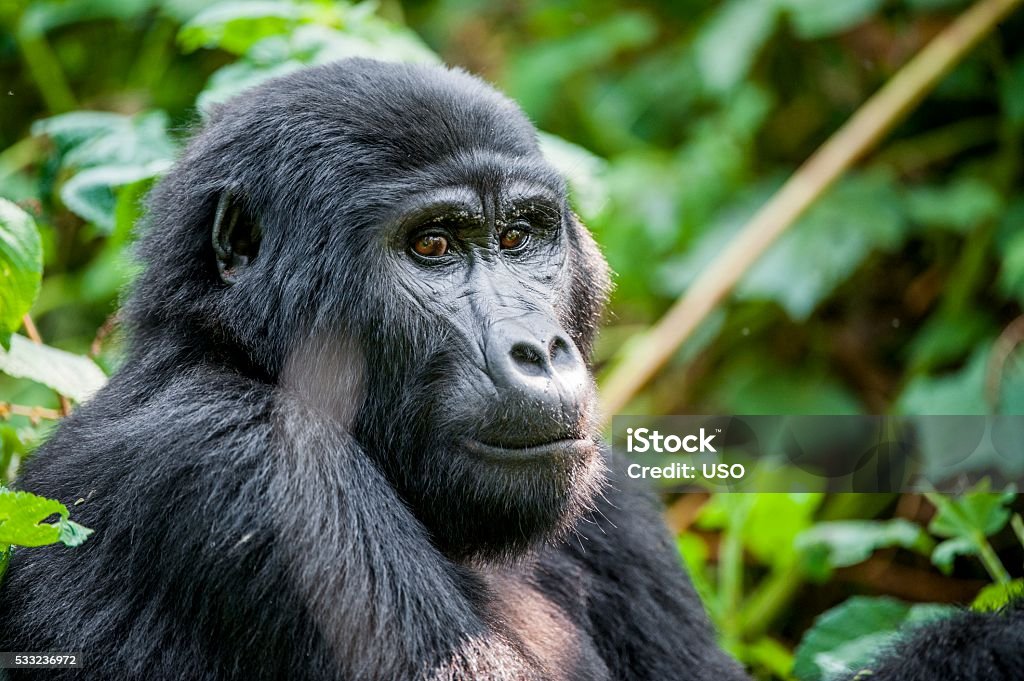 Close-up Portrait of a mountain gorilla Natural habitat. Not Zoo. Close up Portrait of a mountain gorilla at a short distance in natural habitat. The mountain gorilla (Gorilla beringei beringei) . Bwindi Impenetrable Forest National Park. Uganda. Africa Gorilla Stock Photo