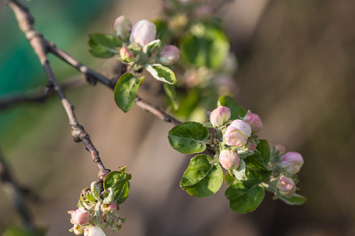 Flower buds on a branch of an apple tree