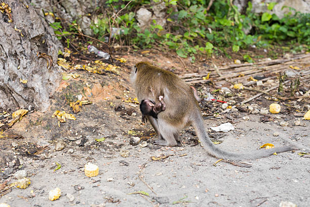 istock Mother monkey with baby outdoors 533238254