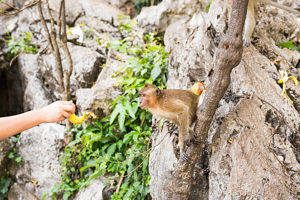 istock monkey taking food from human's hand 533238322