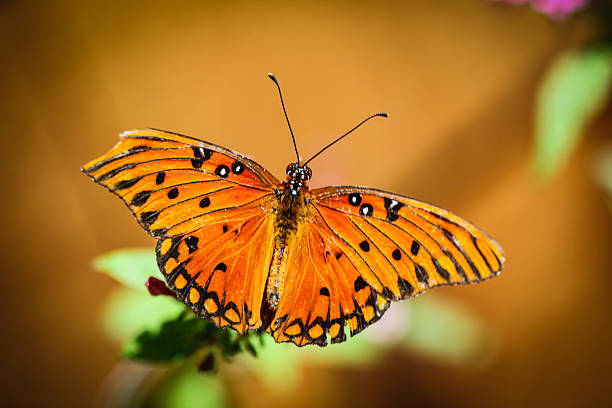 istock Queen Danaus Gilippus 533240829