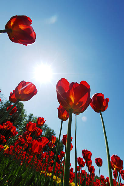 istock red tulips against the sky 533241259