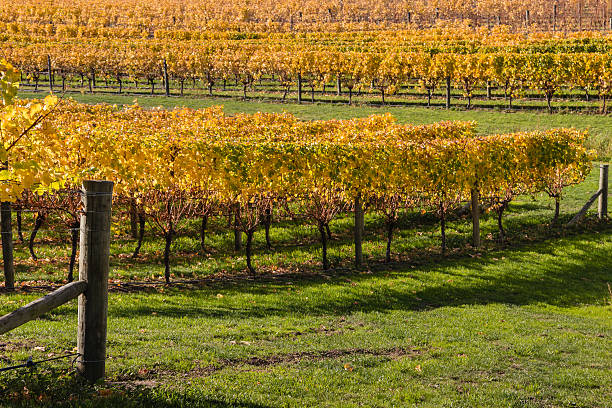 istock rows of grapevine growing in vineyard 533241272