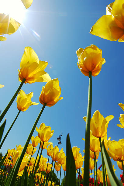 istock yellow tulips against the sky 533241291