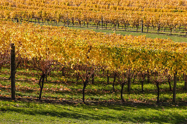 istock vineyard on sunny slope in autumn 533241546