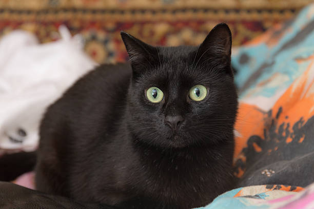 istock black domestic cat closeup 533241596