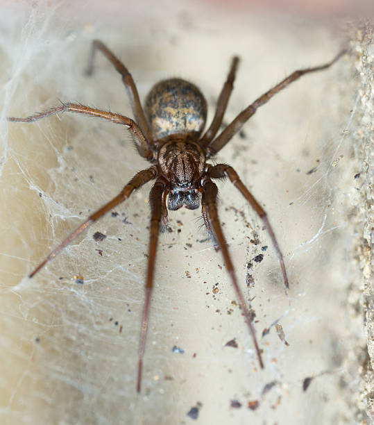 istock spider in the Liocranidae family on web 533242000