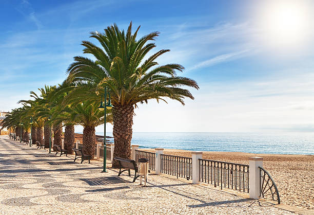 istock Boulevard on the beach with palm trees near the ocean. 533242591