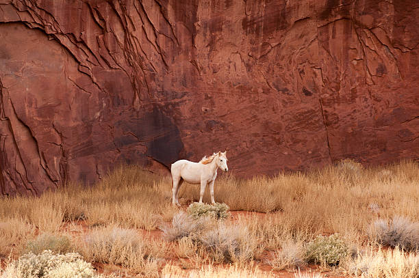 West Monument Valley Animals In The Wild Landscape Stock Photos, Pictures &  Royalty-Free Images - iStock