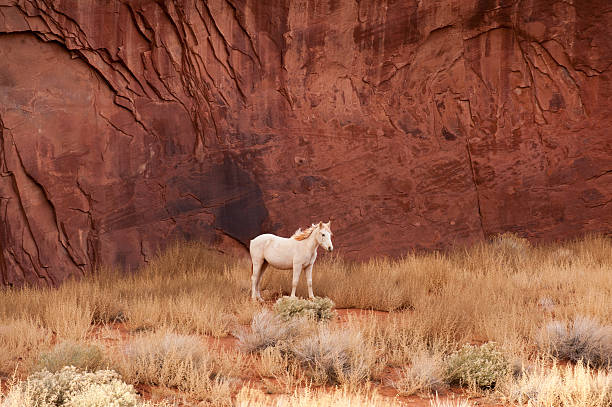 West Monument Valley Animals In The Wild Landscape Stock Photos, Pictures & Royalty-Free Images - iStock West Monument Valley Animals In The Wild Landscape Stock Photos, Pictures & Royalty-Free Images - iStock