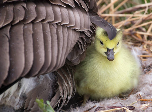 istock Gosling with it's Mother 533243185