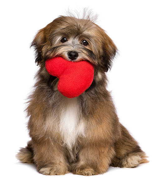 Lover havanese puppy holds a red heart in her mouth Beautiful lover valentine havanese puppy dog is holding a red heart in her mouth, isolated on white background sable stock pictures, royalty-free photos & images
