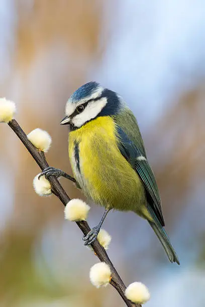 Close-up of a Blue Tit perched on attractive perch