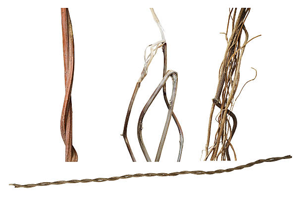 istock Dried wild vines set isolated on white background, clipping path 533243542
