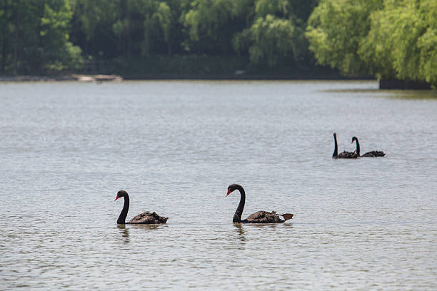 istock black swan swimming on water 533243624