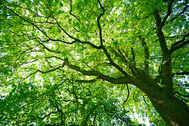Mighty Oak Tree from below low angle shot into the canopy of an ancient oak tree on a sunny summer day directly below stock pictures, royalty-free photos & images