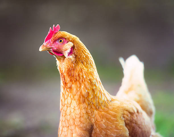 istock Outdoor Chicken Portrait 533243957