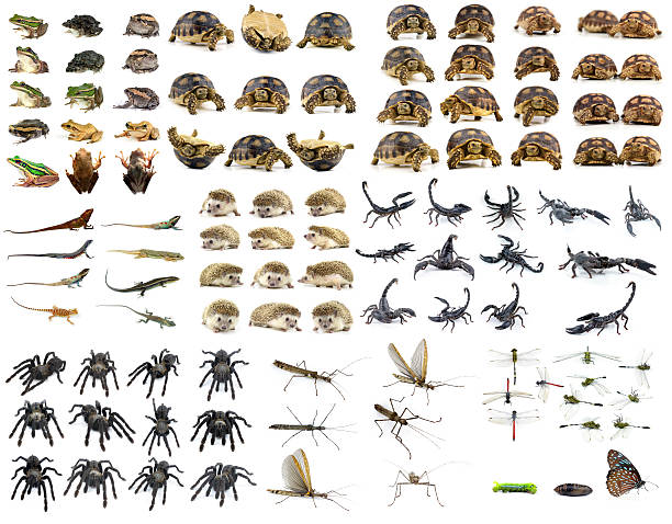 istock collection animal isolated on white background 533244643