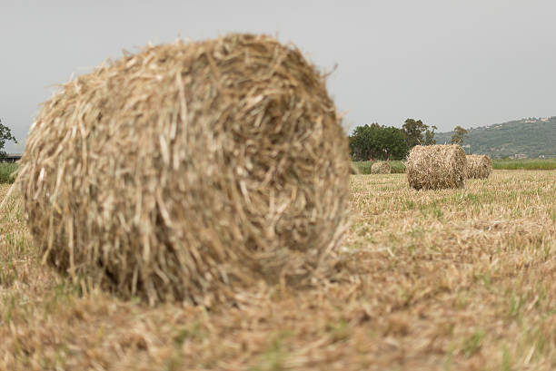 istock Shredded fodder field. Wheel. 533245224