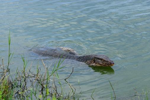 Real American alligator in a lake in Southwest Florida, USA.