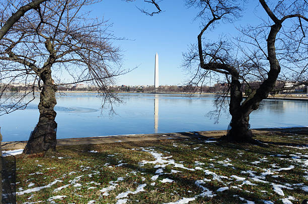 istock Washington monument at the mall in DC 533245895