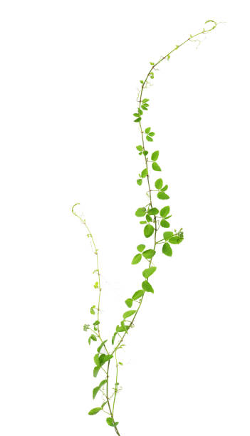 istock Wild climbing vine, Cayratia trifolia (Linn.) Domin. isolated on 533245900