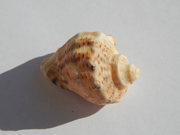 istock Sea and ocean seashells and stones 533245980