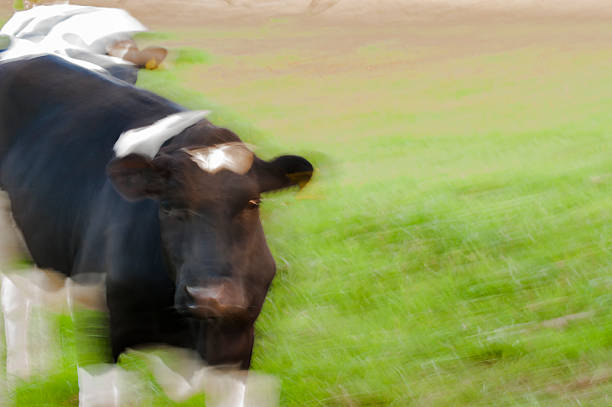 istock Defocused bull on pasture 533246660