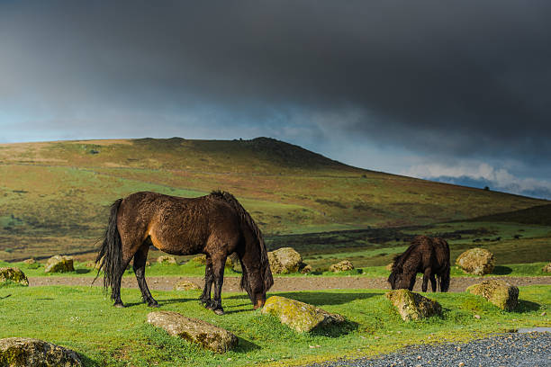 istock wild horses grazing on hills 533246964