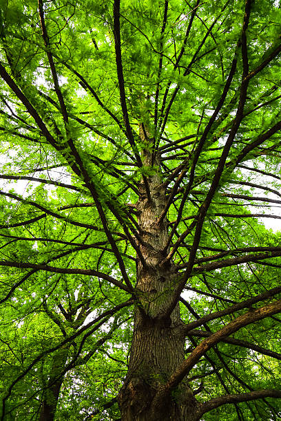 istock Large green canophy of cypress tree, low angle view 533247170