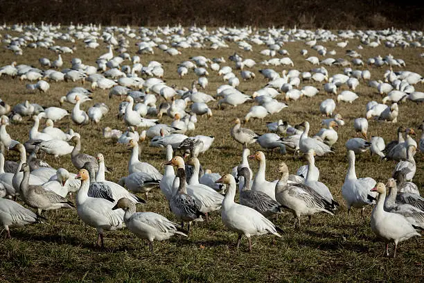 Many snowgeese in a field in Ladner, British Columbia, Canada.