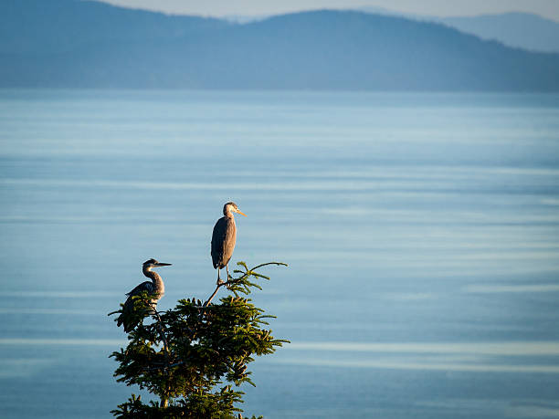 Dos Garzas - foto de stock