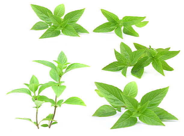 istock Asia Ocimum basilicum basil isolated on white 533247417