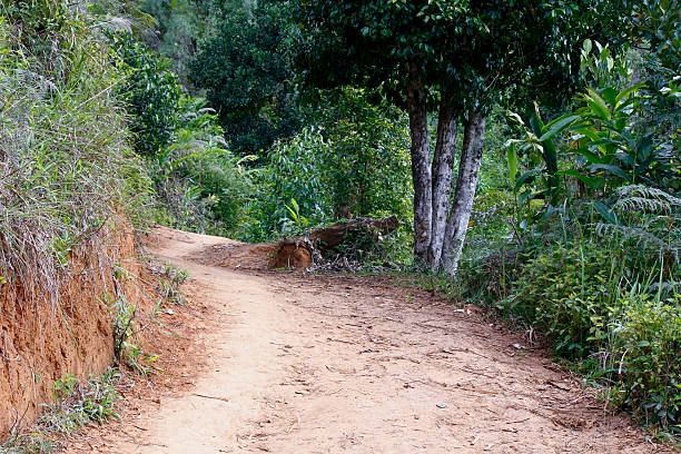 istock Dusty safari road in Madagascar 533247437