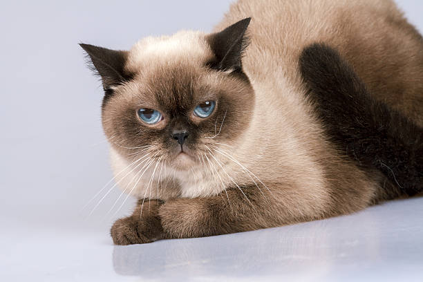 istock Studio portrait of siamese cat 533247792