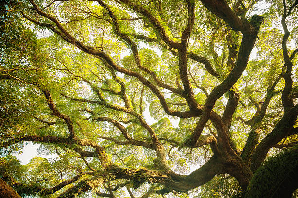 antica banyan canopy - copertura di alberi foto e immagini stock