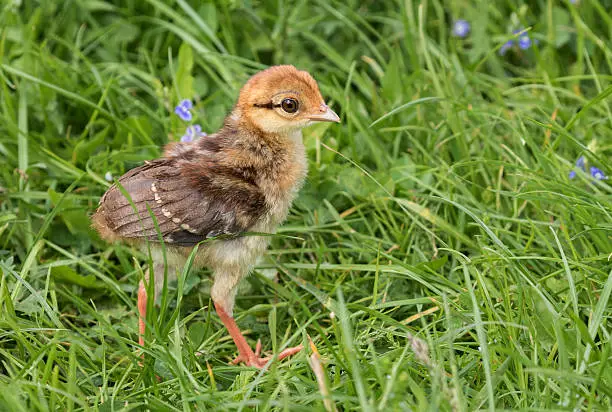 Common pheasant chick (Phasianus colchicus) standing in a meadow.