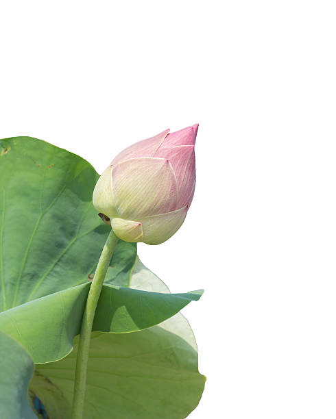 istock Pink lotus flower bud isolated 533250766