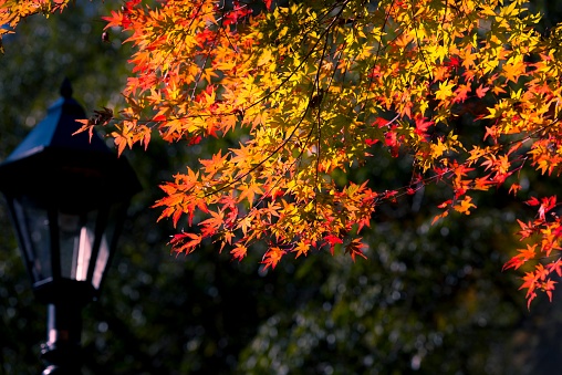autumn / maple / japan / light and shadow