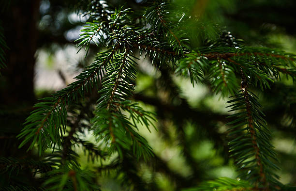 istock Green branch of pine-tree reflected 533252346