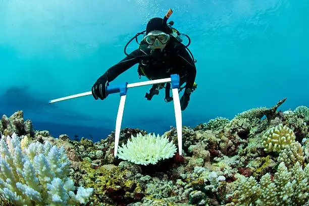 Photo of marine biologist measures bleached coral