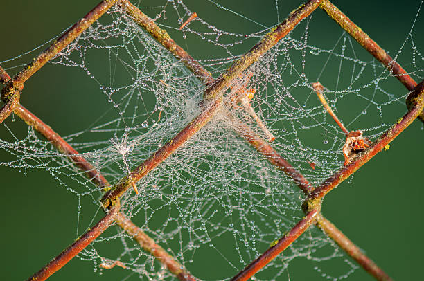 spiderwebs on lattice fence