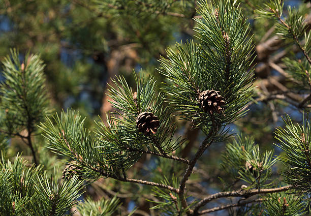 istock Green branch of pine-tree reflected i 533253328