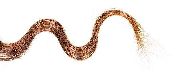 istock Lock wavy brown hair isolated on white background 533254272
