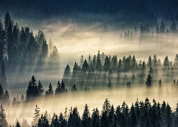 istock coniferous forest in foggy mountains 533255242