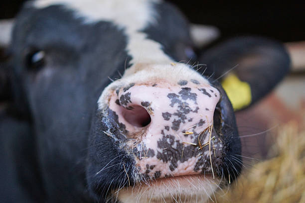 istock Cow snout, Cow's farm 533255657