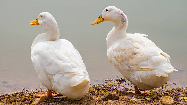 istock The perfect couple 533255751